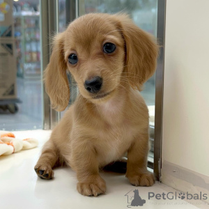 Photo №2 to announcement № 155816 for the sale of dachshund - buy in Germany breeder