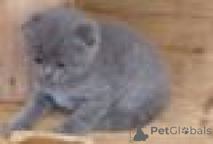 Photo №1. scottish fold - for sale in the city of Antwerp | Is free | Announcement № 165269