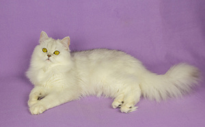 Additional photos: Scottish silver furry cat