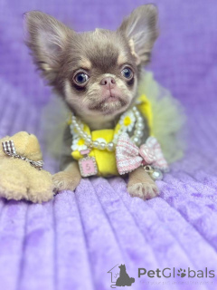 Photo №1. chihuahua - for sale in the city of Berlin | negotiated | Announcement № 159134