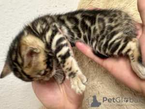 Additional photos: Gorgeous Bengal kittens Şık Bengal yavru kedileri
