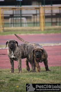 Photo №3. Presa Canario Dog Canary puppies. Serbia