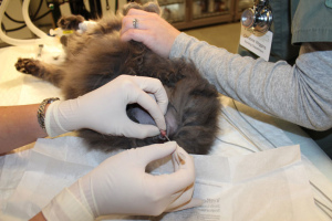 Photo №2. Veterinarian Services in Russian Federation. Price - 13$. Announcement № 5222