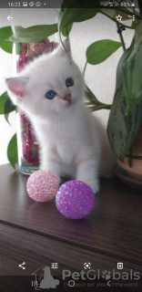 Photo №2 to announcement № 7628 for the sale of british shorthair - buy in Russian Federation breeder