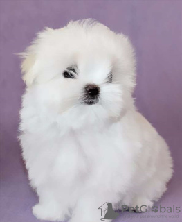 Photo №3. Cute Maltese puppies available for free adoption. Germany