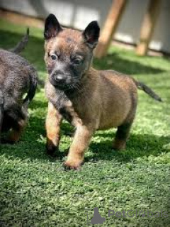 Photo №3. Chiots Berger Belge prêts à rejoindre leur nouvelle famille. France