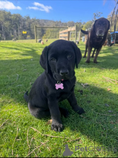 Photo №1. labrador retriever - for sale in the city of Dielsdorf | negotiated | Announcement № 171690