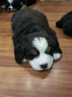 Additional photos: MOSCOWA. Bernese Mountain Dog puppies are offered to reserve