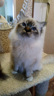 Photo №2 to announcement № 1961 for the sale of birman - buy in Russian Federation from nursery