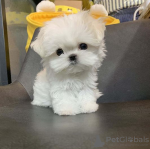 Photo №2 to announcement № 117436 for the sale of maltese dog - buy in Norway private announcement