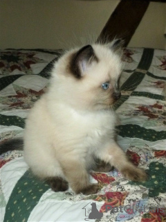 Photo №3. Purebred Ragdoll Kittens. United States