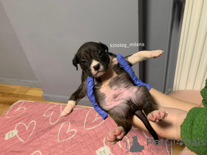 Photo №3. American Bully XL puppy. Serbia