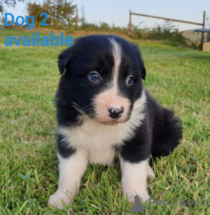 Photo №1. non-pedigree dogs - for sale in the city of Bamberg | Is free | Announcement № 118077