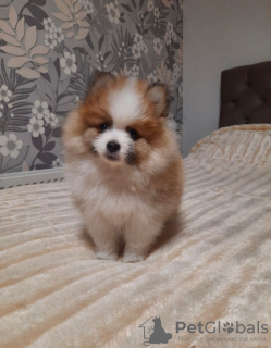 Photo №2 to announcement № 43455 for the sale of pomeranian - buy in Switzerland private announcement