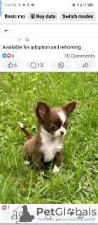 Photo №1. chihuahua - for sale in the city of Амстердам | 329$ | Announcement № 132004