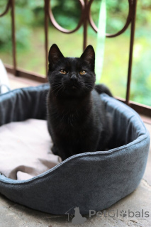 Photo №1.  - for sale in the city of Moscow river | Is free | Announcement № 154411