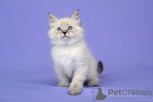 Photo №2 to announcement № 21299 for the sale of siberian cat - buy in Russian Federation from nursery, breeder