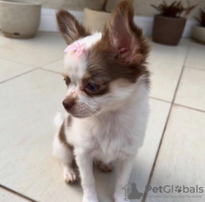 Photo №1. chihuahua - for sale in the city of Бангкок | 800$ | Announcement № 111718