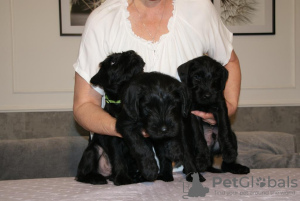 Photo №2 to announcement № 30292 for the sale of standard schnauzer - buy in Poland breeder
