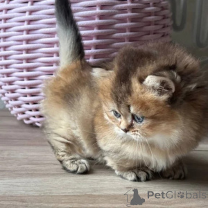 Photo №1. munchkin shorthair - for sale in the city of Bochum | 361$ | Announcement № 176685