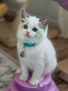 Photo №3. Healthy Purebred Ragdoll Kittens Ready to Find Their Forever Homes. Netherlands