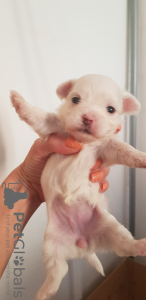 Photo №2 to announcement № 19344 for the sale of maltese dog - buy in Hungary private announcement