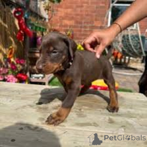 Photo №3. Doberman-puppy's te koop. Belgium