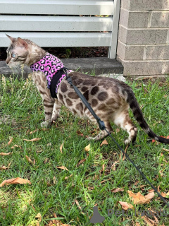 Photo №2 to announcement № 152642 for the sale of bengal cat - buy in Switzerland private announcement