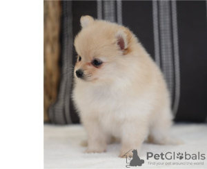 Photo №2 to announcement № 17359 for the sale of pomeranian - buy in Switzerland breeder