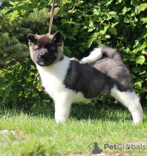 Photo №4. I will sell american akita in the city of Москва. from nursery, breeder - price - negotiated