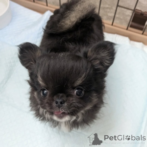 Photo №4. I will sell chihuahua in the city of Helsinki. private announcement, from the shelter - price - 516$