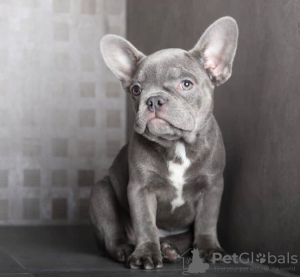 Photo №1. french bulldog - for sale in the city of Fresno | 420$ | Announcement № 84371