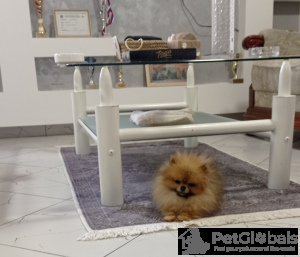 Photo №2 to announcement № 134216 for the sale of pomeranian - buy in Serbia 