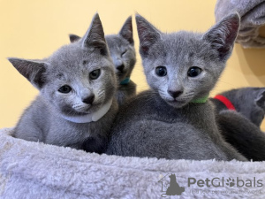 Photo №1. russian blue - for sale in the city of Sofia | negotiated | Announcement № 97212