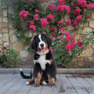 Photo №3. Adam boy 3 month old export pedigree kennel 8 years. Italy