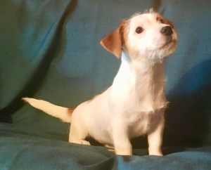 Photo №1. jack russell terrier - for sale in the city of Moscow | 314$ | Announcement № 3887