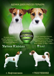 Photo №1. jack russell terrier - for sale in the city of Surgut | 341$ | Announcement № 5993