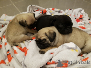 Photo №2 to announcement № 135289 for the sale of  - buy in Malta 