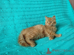 Photo №3. Red-haired, honest, loving Lyon. Belarus