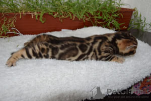 Additional photos: Gorgeous Bengal cats.