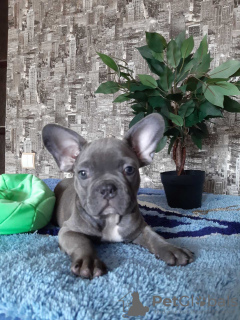Photo №1. french bulldog - for sale in the city of Warsaw | 1500$ | Announcement № 12827