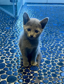 Photo №1. russian blue - for sale in the city of Falkenstein | 329$ | Announcement № 150880