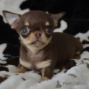 Photo №3. Wunderschöne Chihuahua-Welpen suchen ein liebevolles neues Zuhause. Germany