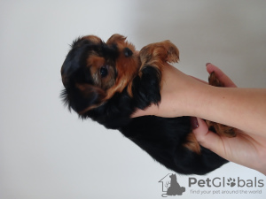 Photo №2 to announcement № 129553 for the sale of yorkshire terrier - buy in Slovakia private announcement