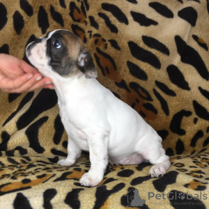 Additional photos: French bulldogs
