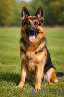 Photo №2 to announcement № 168814 for the sale of german shepherd - buy in United States private announcement
