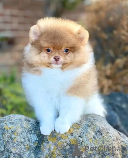 Photo №3. Toilet trained yorkshire terrier. Netherlands