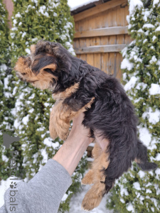 Photo №3. Purebred Yorkshire Terrier puppies. Estonia