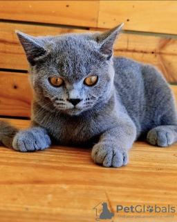 Additional photos: British shorthair