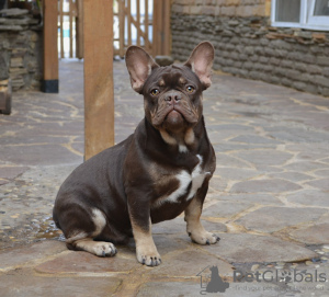 Photo №1. french bulldog - for sale in the city of Gomel | Is free | Announcement № 13709